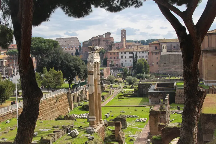 a large tree in a park
