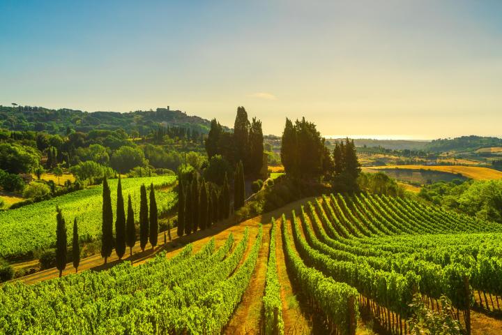 a herd of sheep grazing on a lush green field