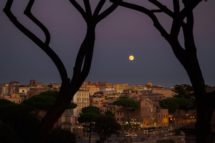 a large tree in a city