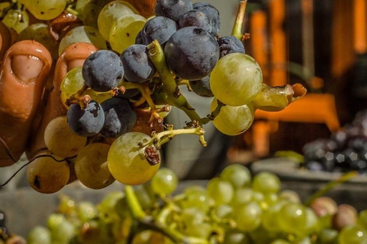a close up of fruit on display