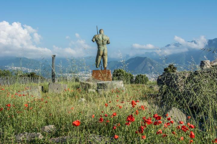 a group of colorful flowers in a field