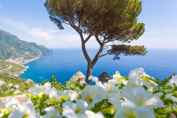 a tree next to a body of water