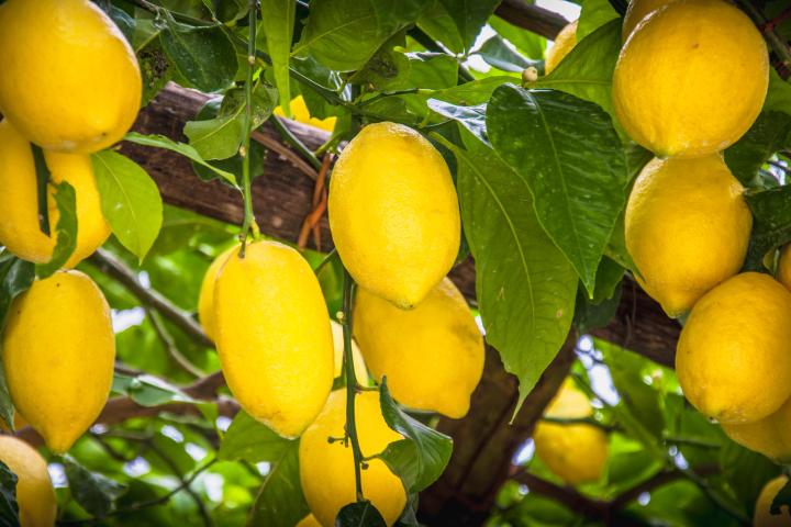 a close up of a fruit hanging from a branch