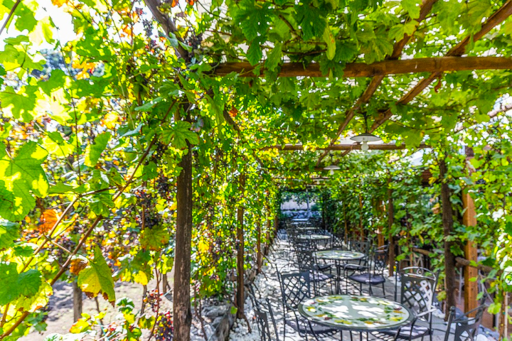 a close up of a tree