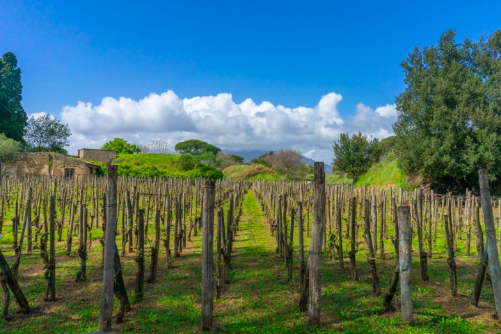 a tree in the middle of a lush green field