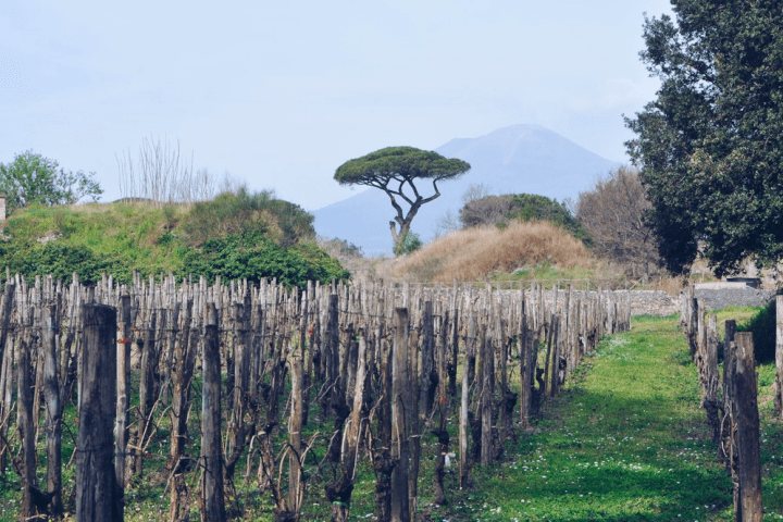 a group of palm trees next to a tree